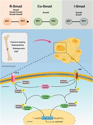 The Smad Dependent TGF-β and BMP Signaling Pathway in Bone Remodeling and Therapies